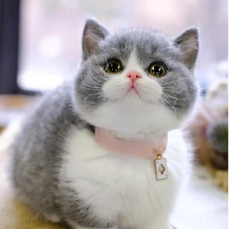 喵喵咪呀杰斯与猫猫咪幼猫宠物猫