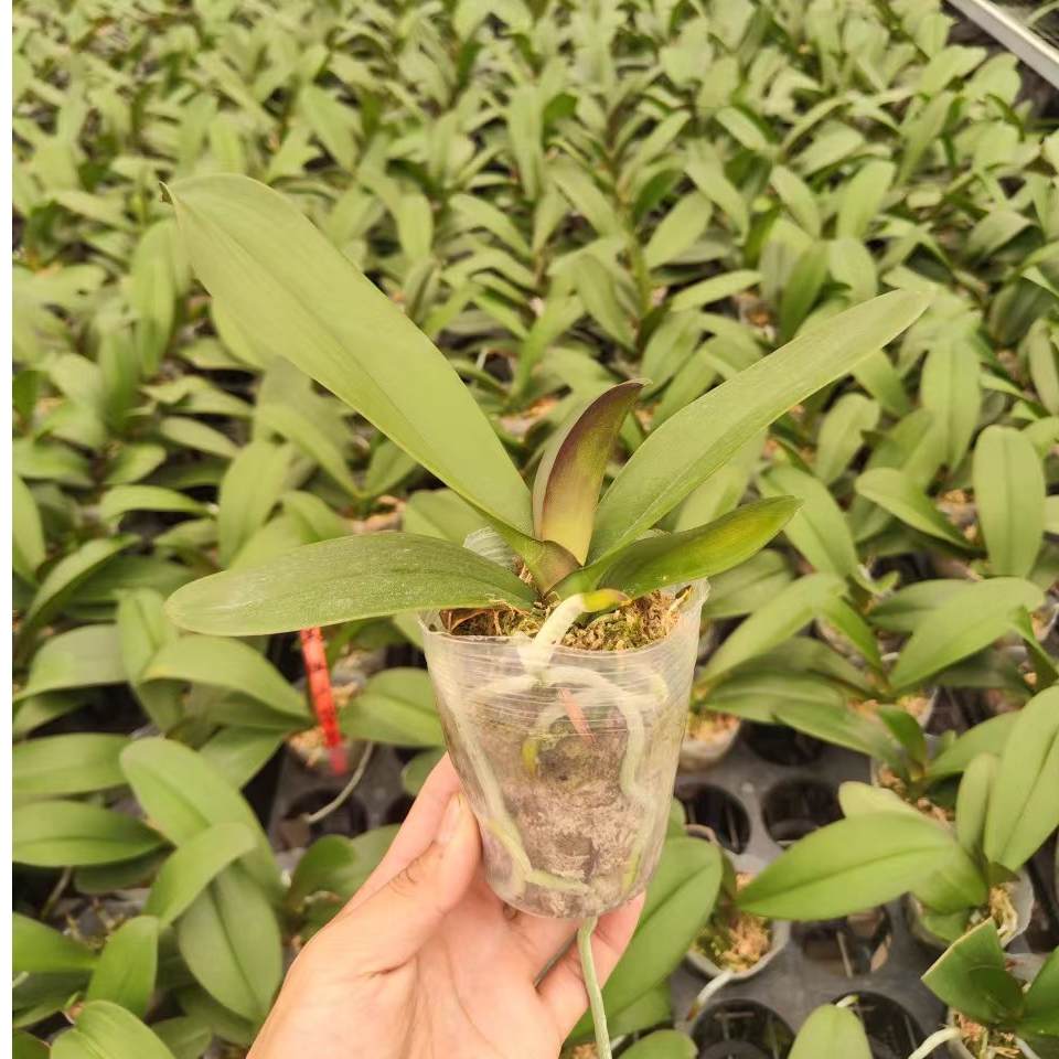 2.8寸蝴蝶兰成熟苗