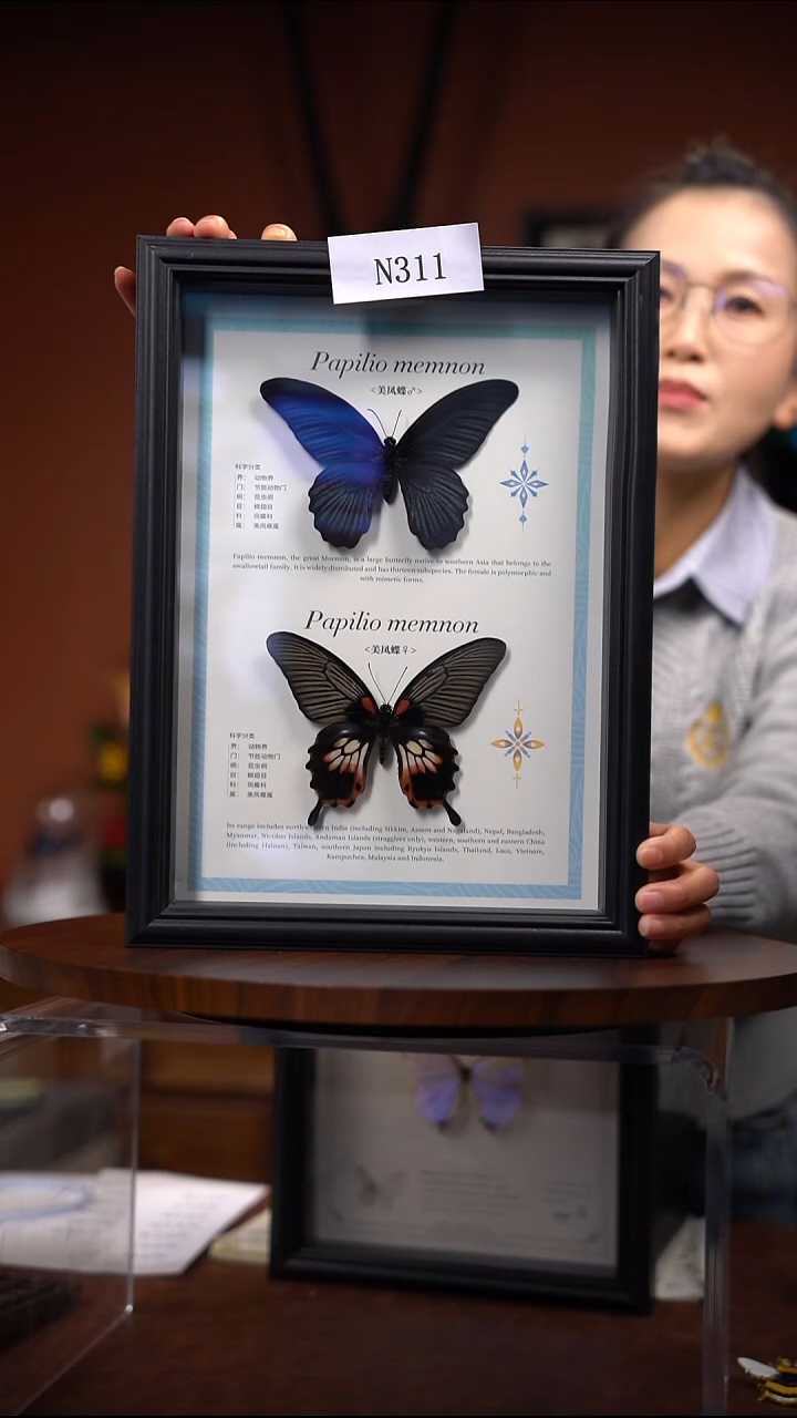 N311美凤蝶雌雄一对竞拍