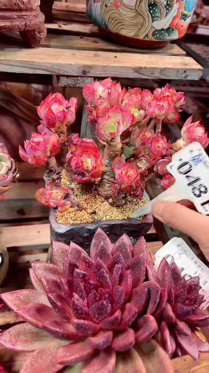 【闪购商品】048EEE