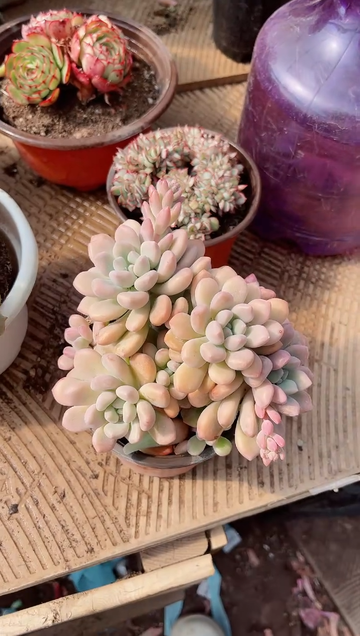 【闪购商品】02466