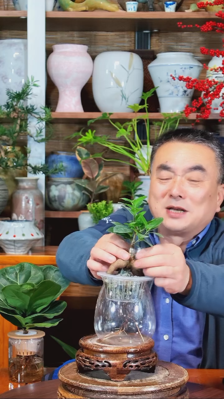 无花朵荣**生水之韵水培人参榕