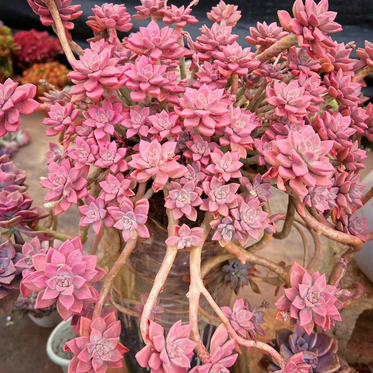 初衷阿伦陪30公分新手好养多肉植物庭院阳台盆栽植物可露养