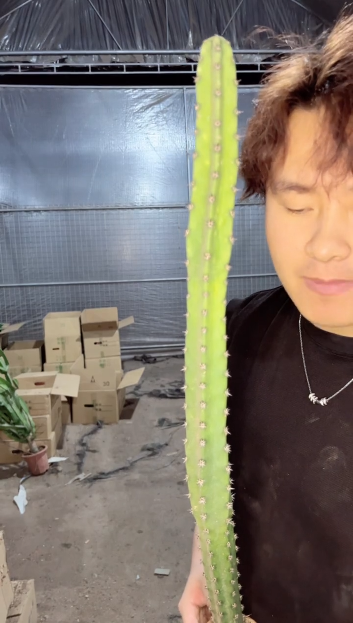 【闪购商品】【带根】秀蒲柱 高50cm