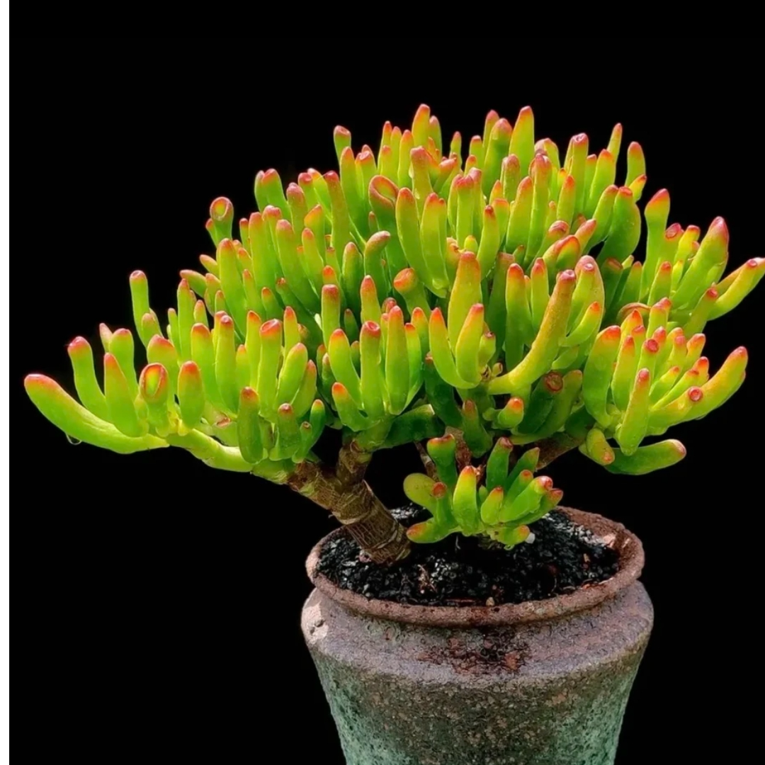 【中号吸财树】筒叶花月玉树 脱盆带土 新手好养