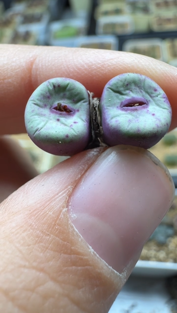 【闪购商品】17-315