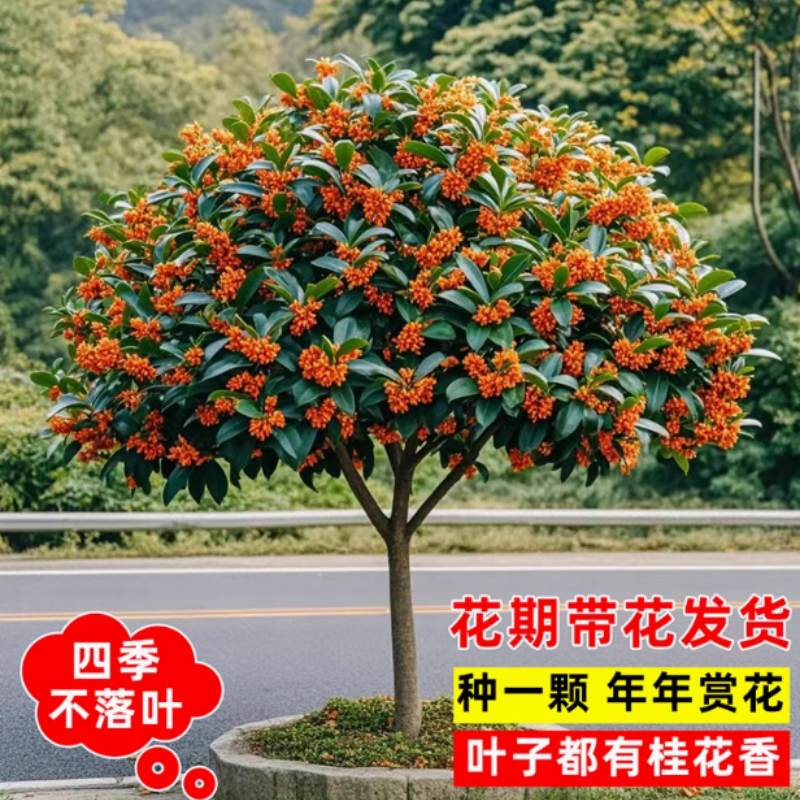 老7-10公分红花丹桂状元红桂花树朱砂桂