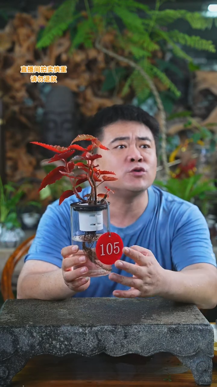 当前无花栽培后可以开花105海棠T