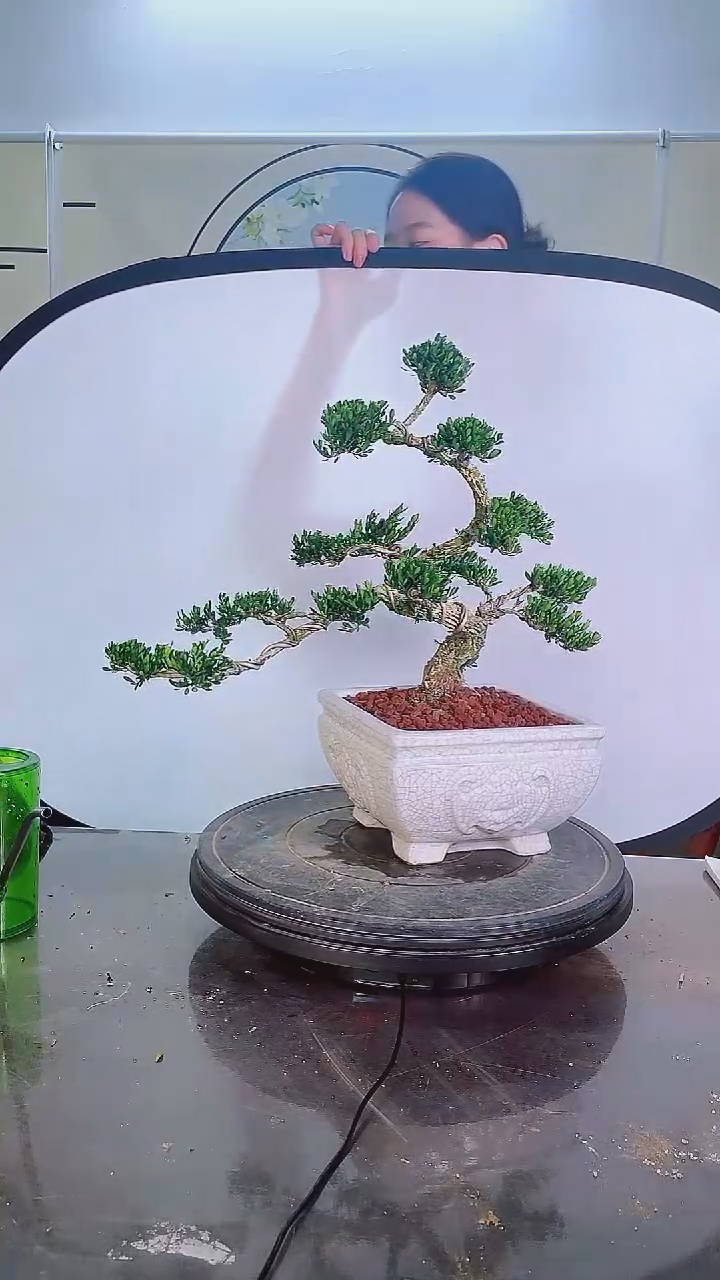 无花朵广东雀舌皱皮黄杨高端盆景