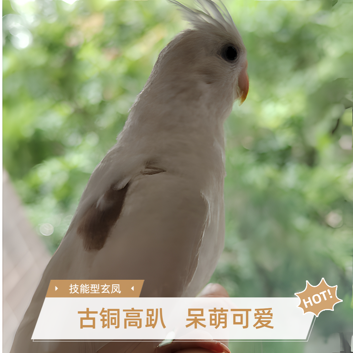 玄风鹦鹉会学口哨 原始灰白色黄化可繁殖手养温顺可爱观赏宠物鸟