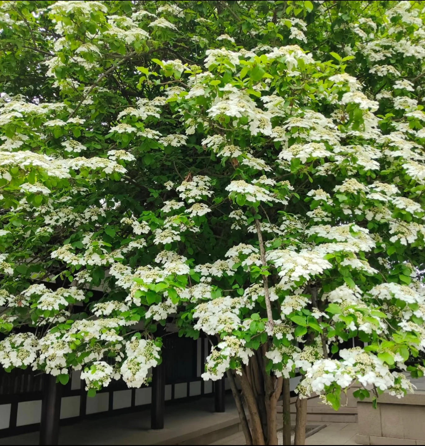 天目琼花鸡树条庭院绿化佛头花荚蒾东北耐寒苗木植物园林琼花盆栽