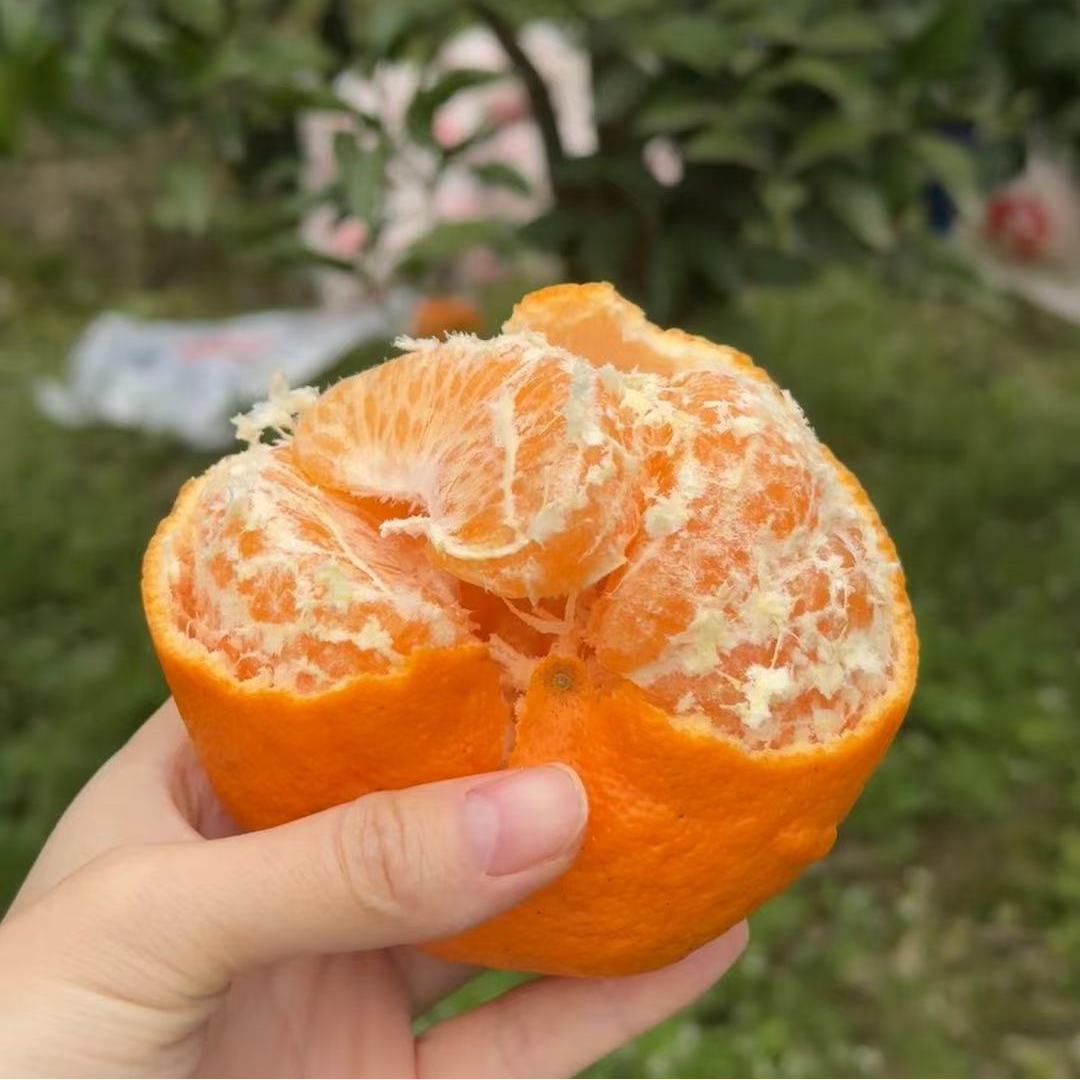 【耙耙柑】四川春见耙耙柑爽口清甜一件净重4公斤装四川省新鲜四川省