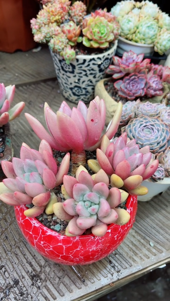 【闪购商品】26019