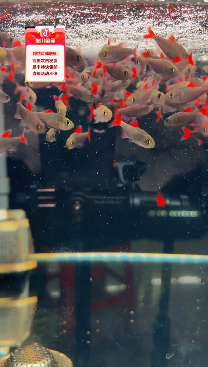 海水鱼大*莲灰太狼3条