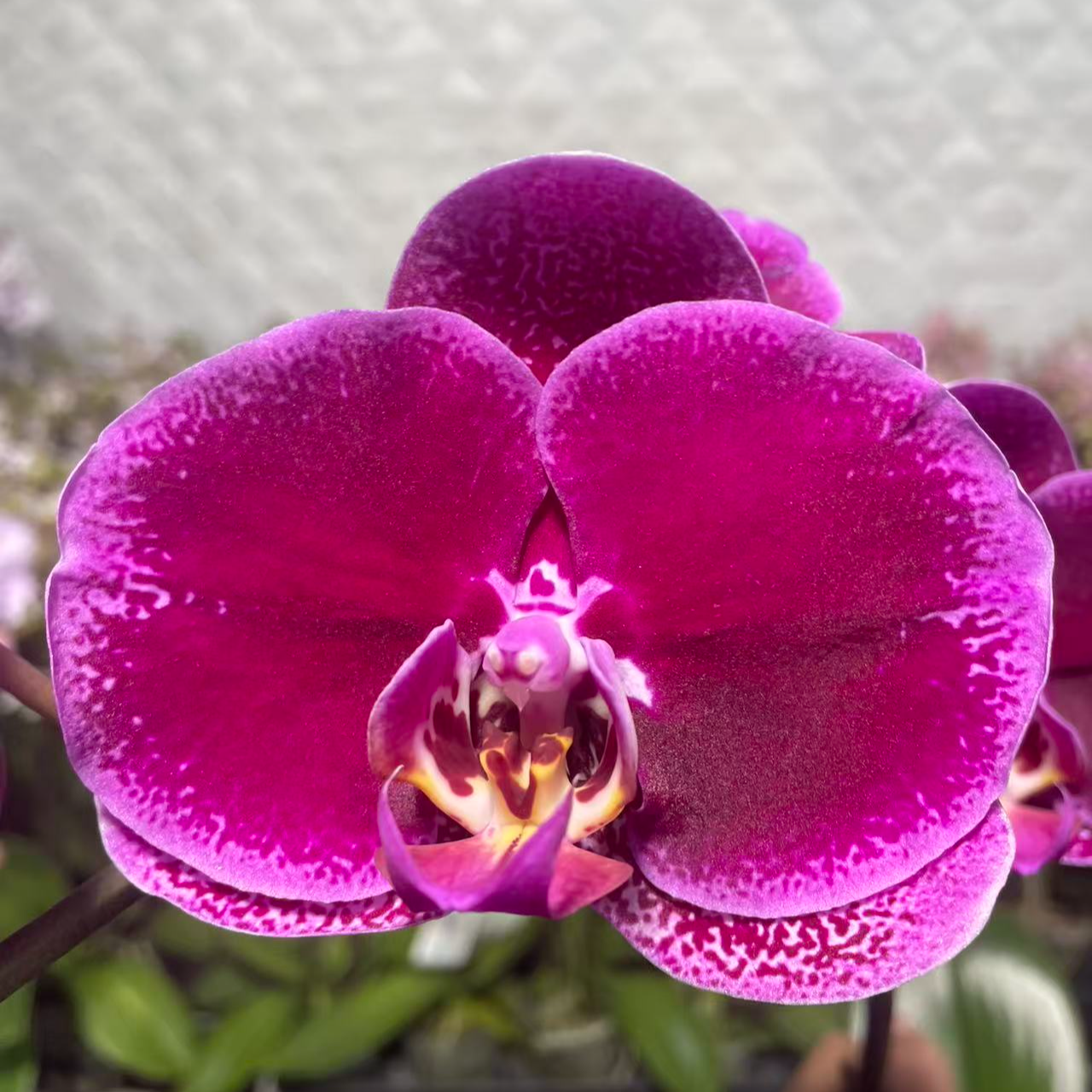 （黑玫瑰） 蝴蝶兰 一颗  云南基地自发