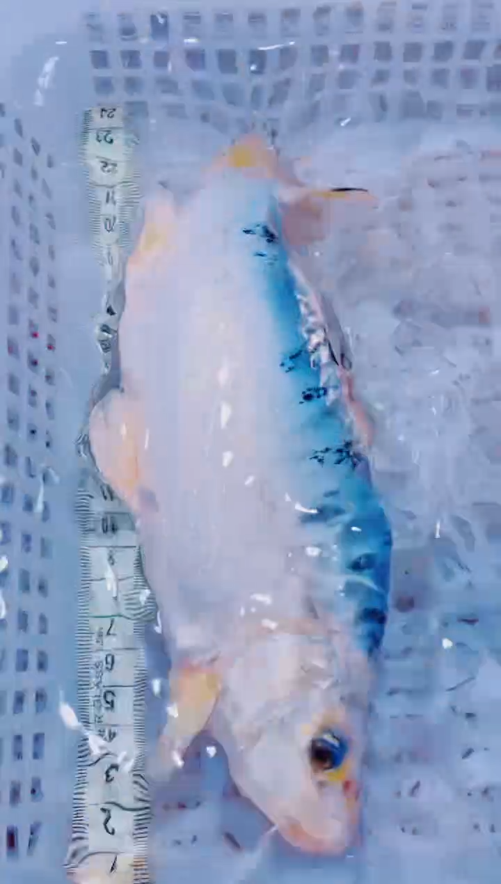 锦鲤血统锦鲤全场包邮237