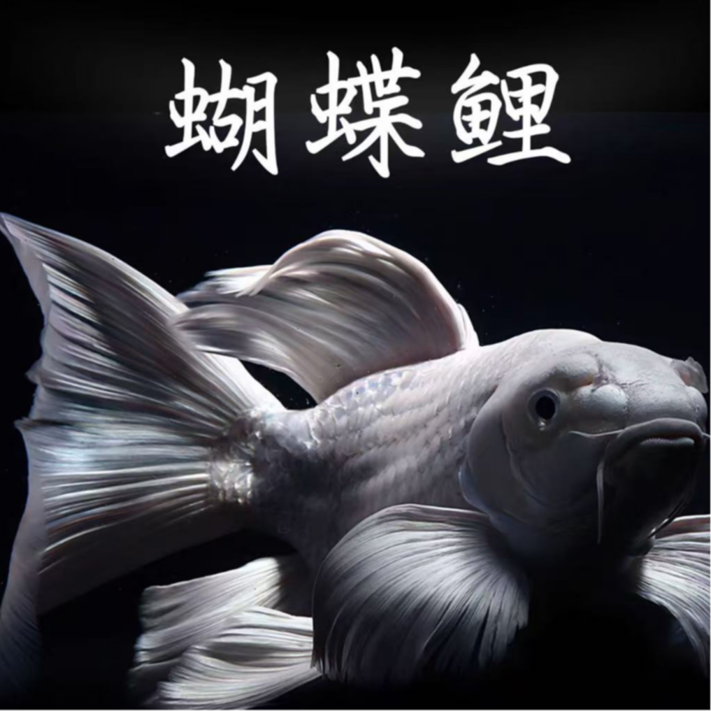台湾赛级蝴蝶鲤白短观赏鱼鳍大尾大耐活好养13-15