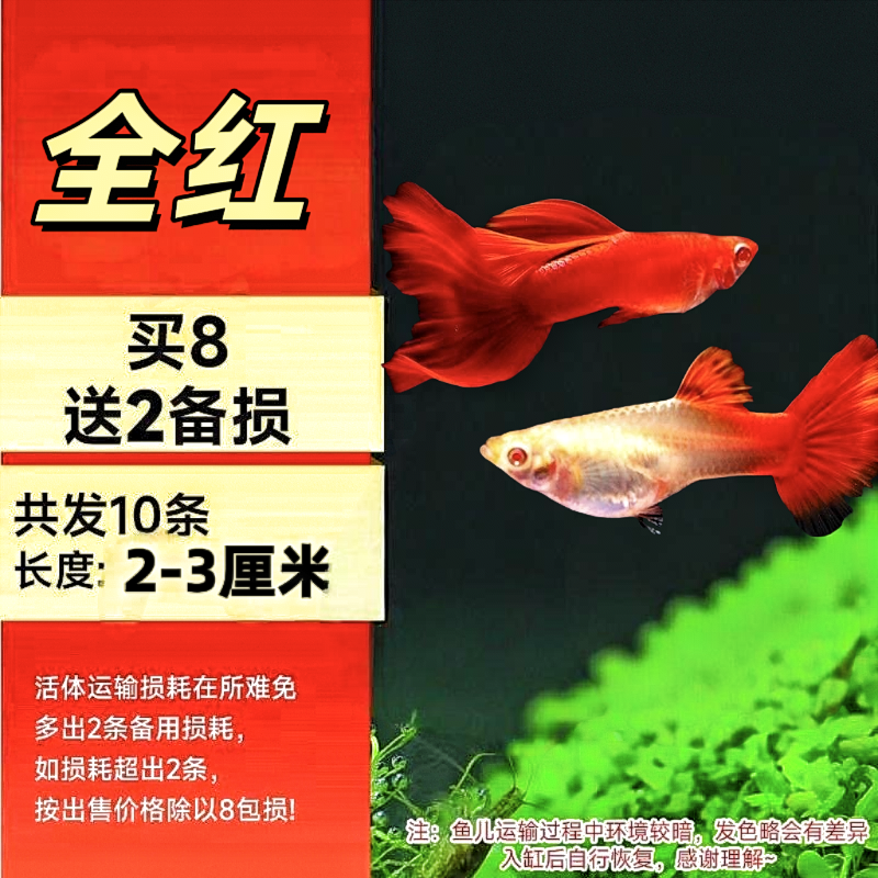 【2-3厘米】美国全红孔雀鱼淡水高颜值小鱼好养皮实鱼观赏鱼