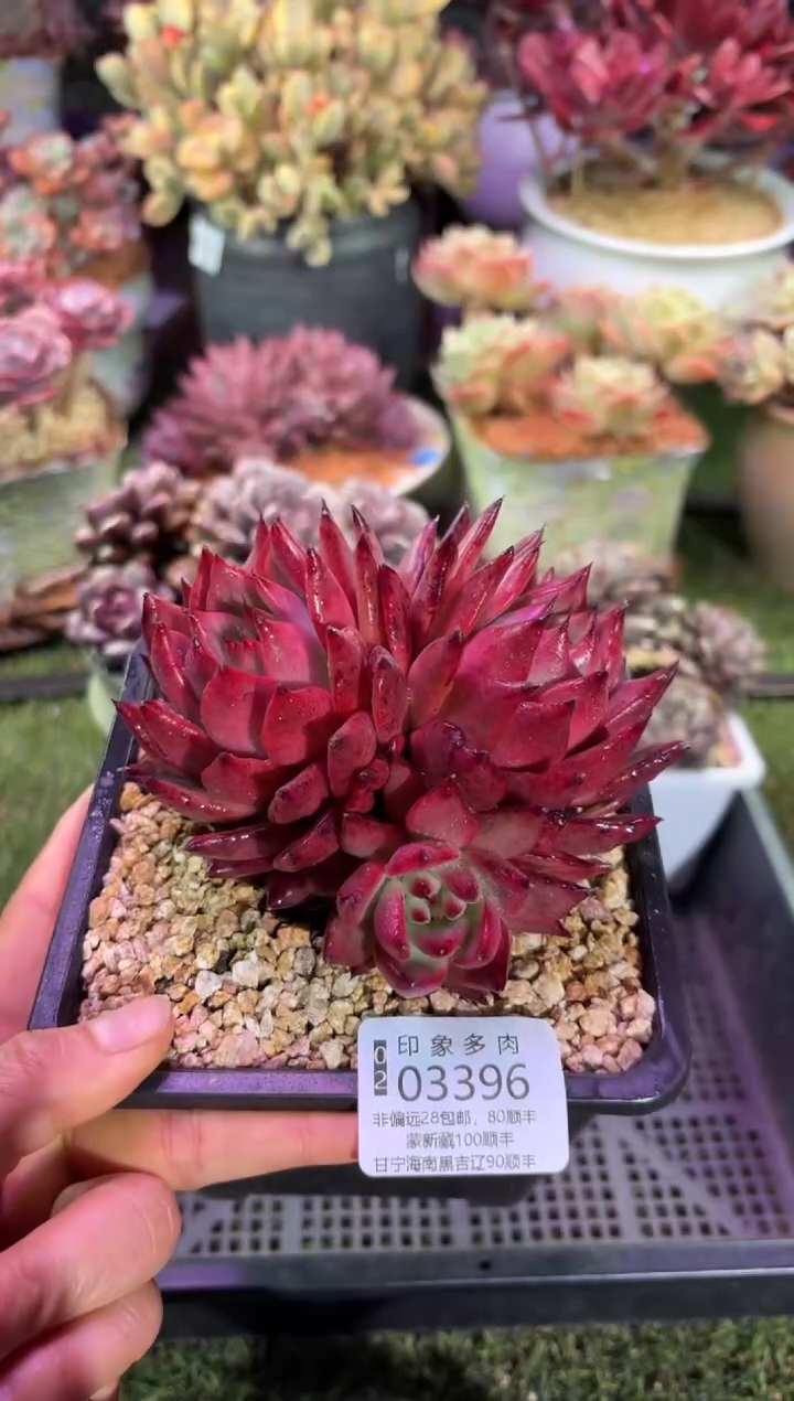 【闪购商品】03396