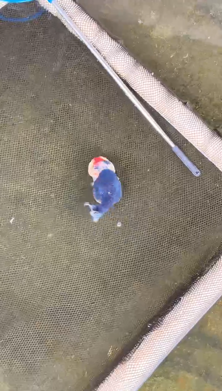 金鱼绅*水娃娃观赏鱼兰寿金鱼  不包邮