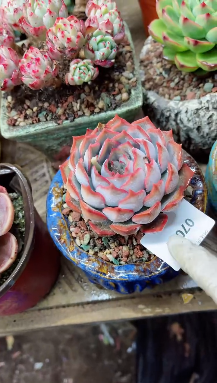 【闪购商品】07001