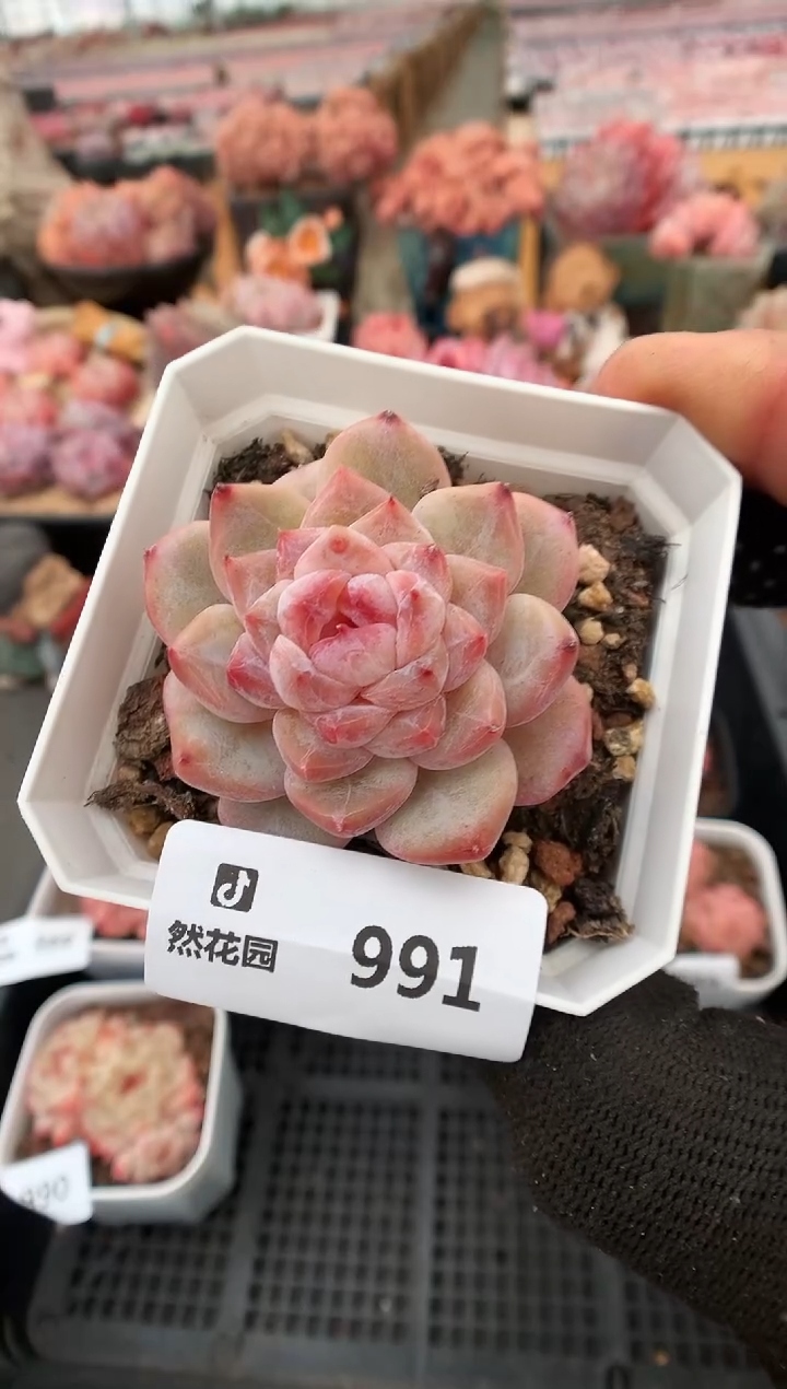 【闪购商品】991冰魄一物一拍