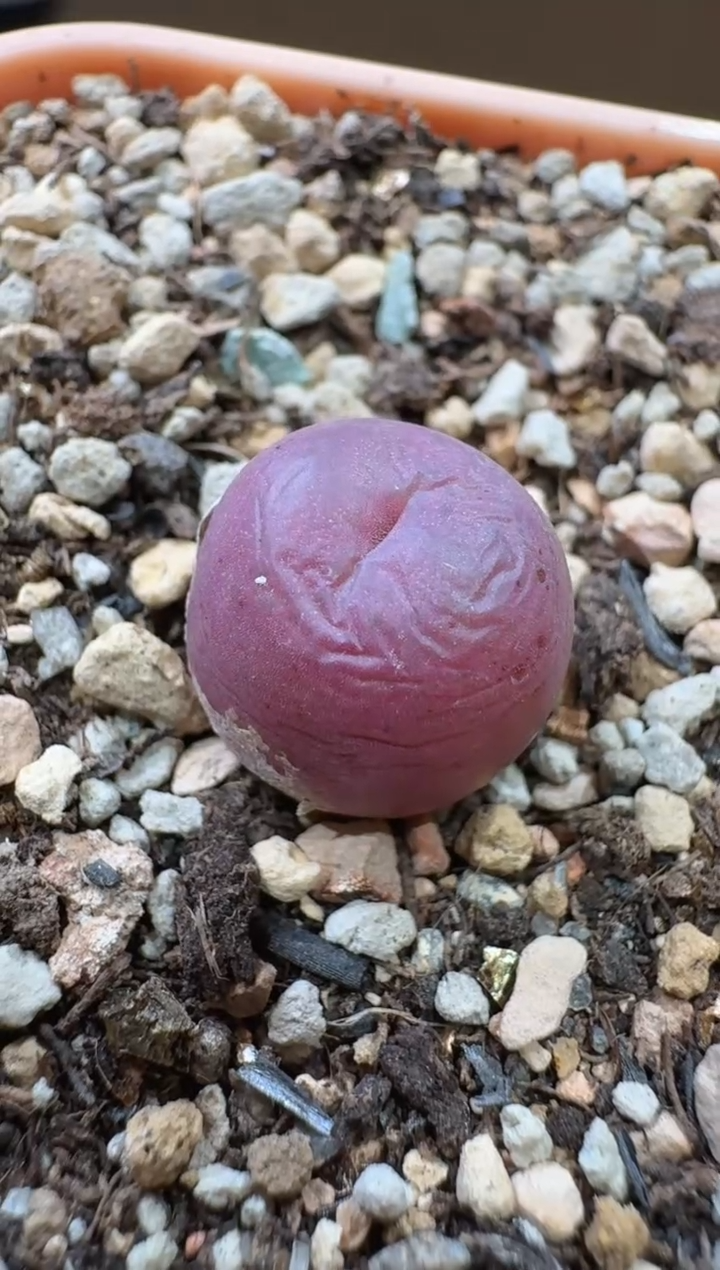 m***莹13-115多肉植物肉锥