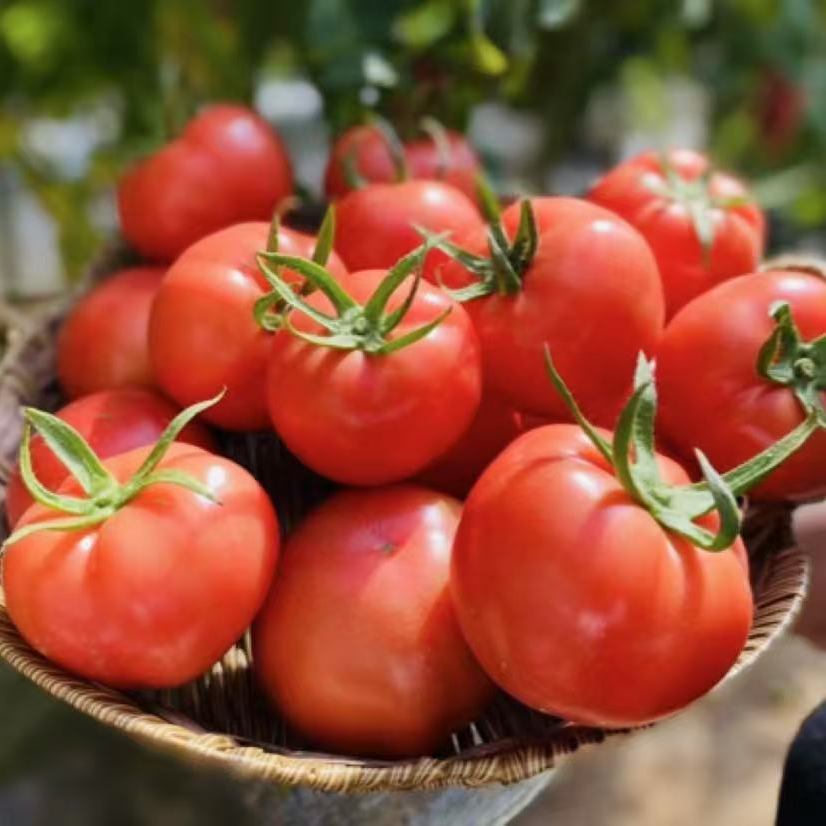 （顺丰包邮）1陕西普罗旺斯沙瓤水果西红柿4.5-5斤包邮