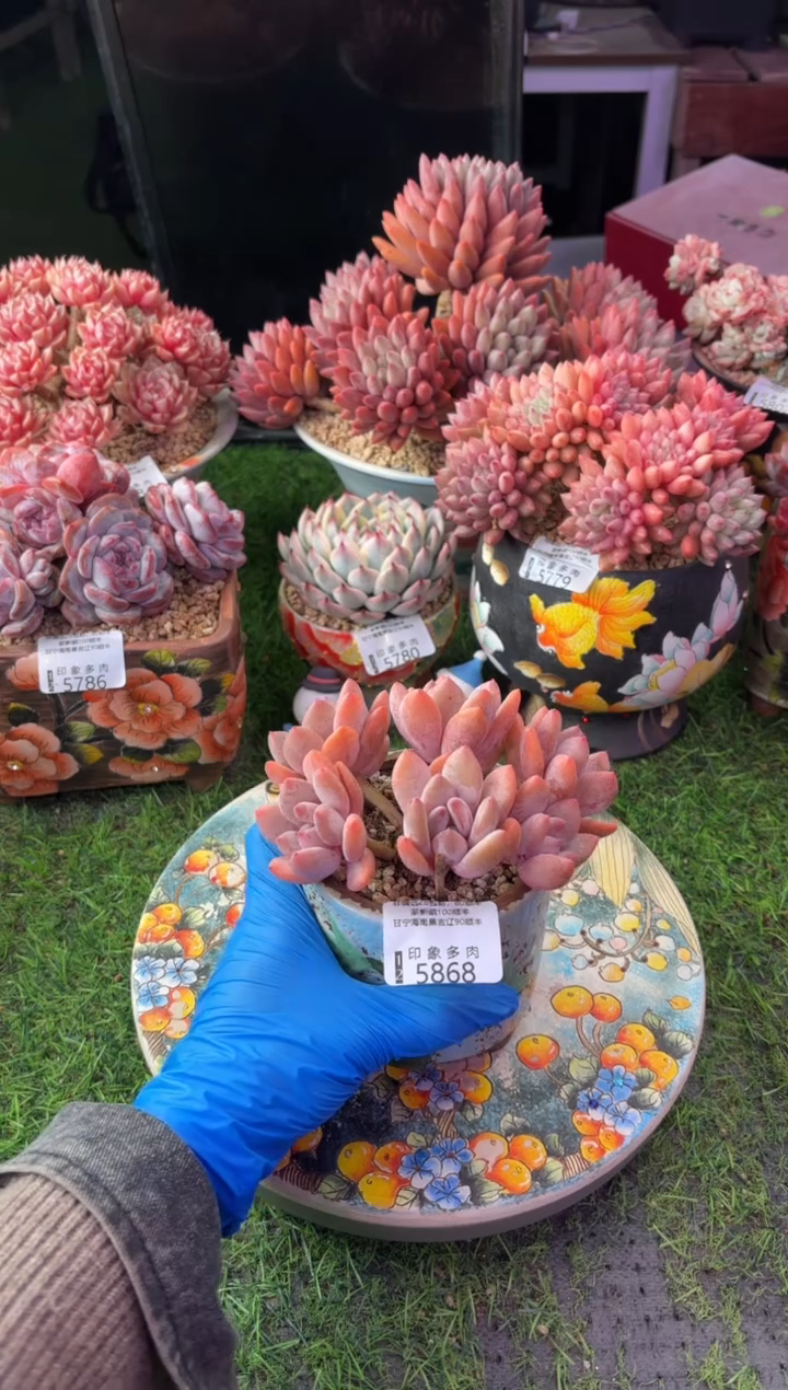 昆明印象多肉5868