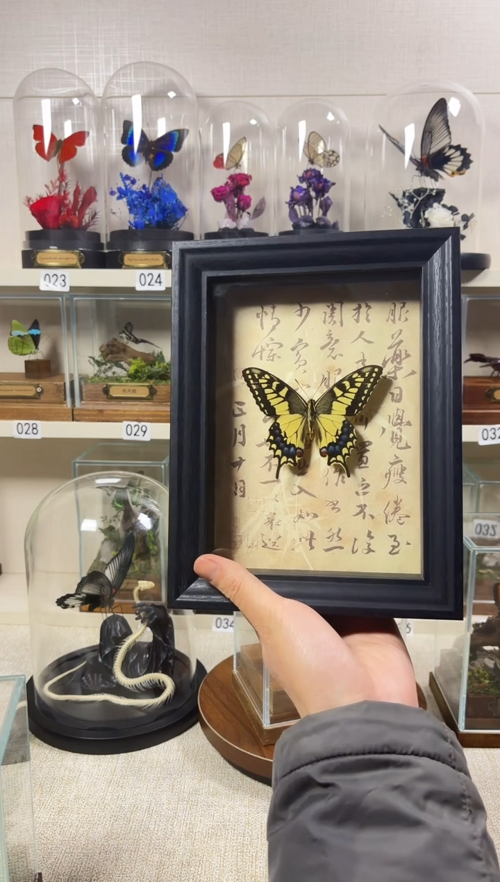 大自然真实蝴蝶标本