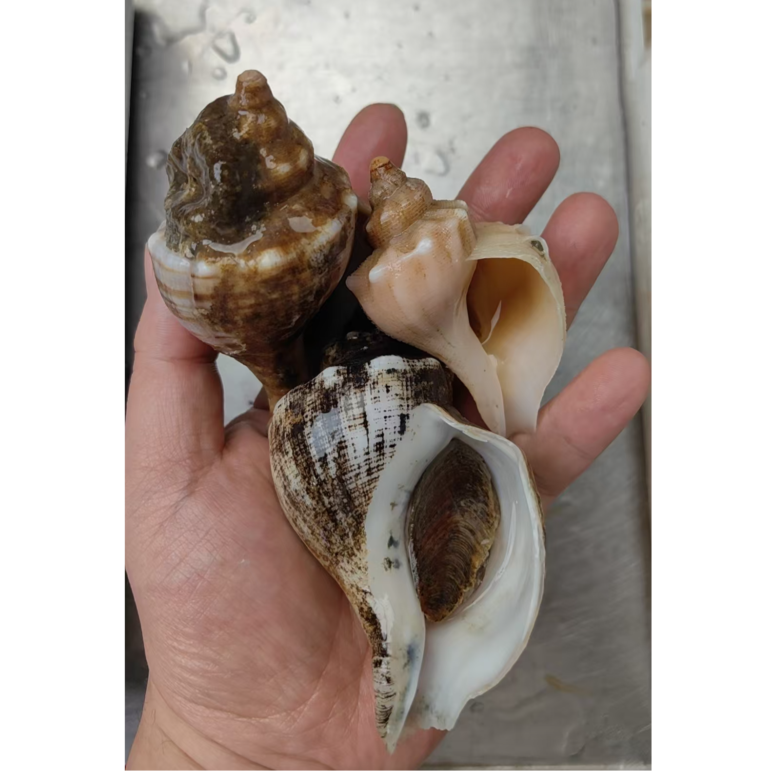 【包活服务】野生红螺2斤（一斤6-7个左右） 一共12-14个 活发保活