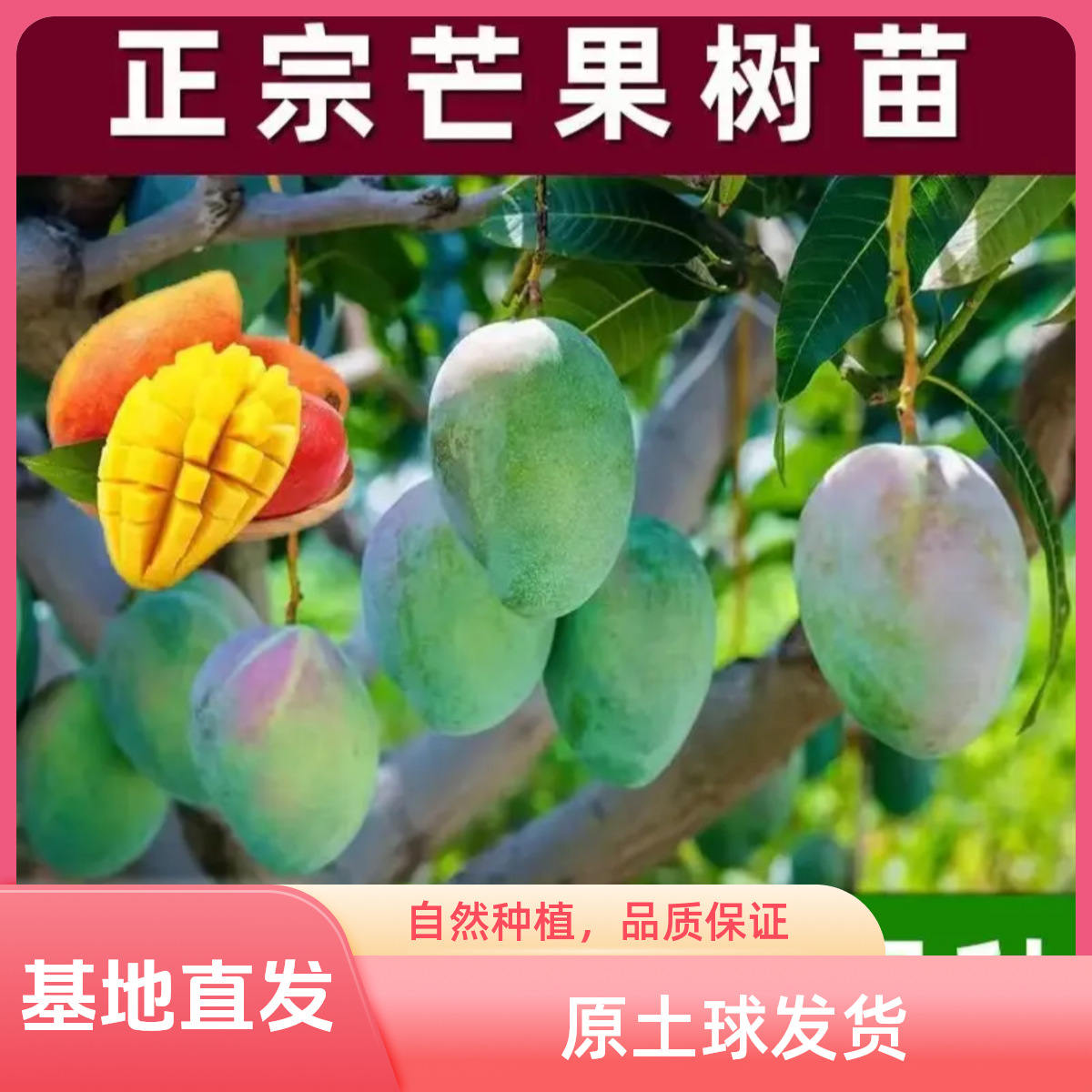 带土球发货正宗芒果树苗阳台盆栽庭院地栽贵妃芒嫁接果树苗