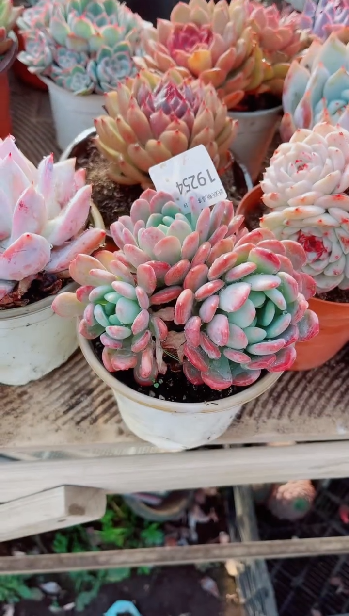 爱****️跃跃精品多肉19254