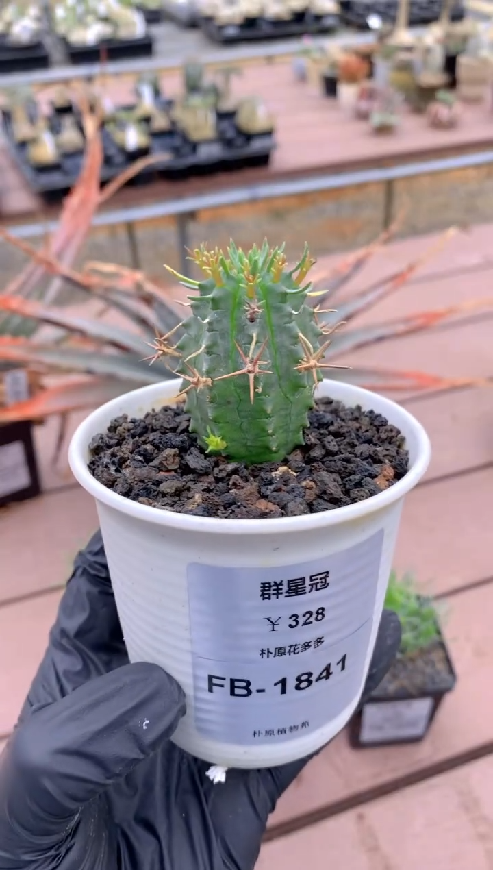 【闪购商品】群星冠FB-1841