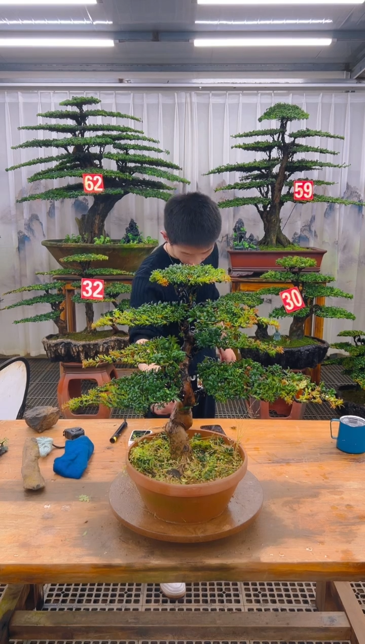 无花朵精品盆景直播间一物一拍