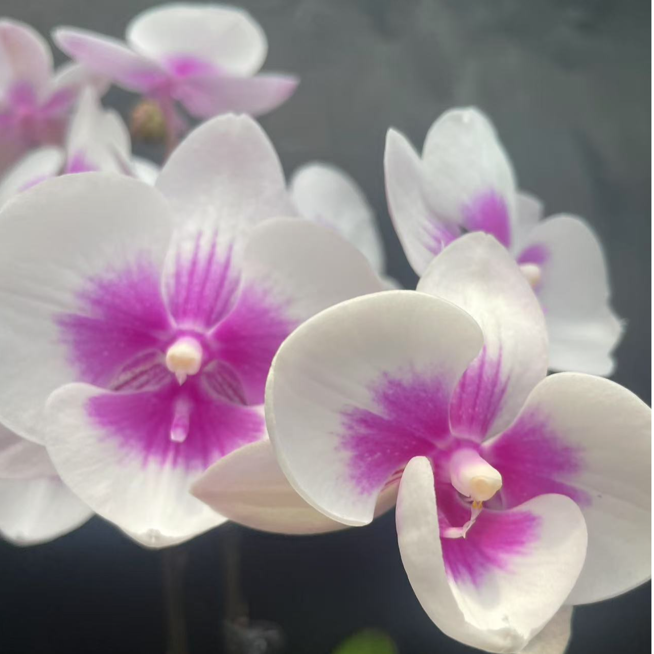 【凤凰】2.8寸杯 中花型白色淡紫色系 室内花卉