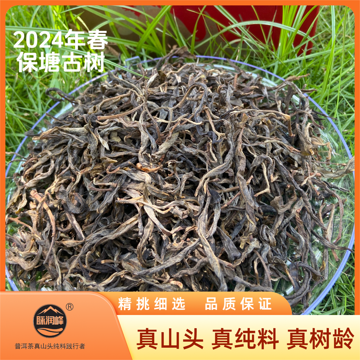 脉润峰〖峰哥保真〗保塘旧寨 古树纯料 2024年春 普洱生茶 散茶