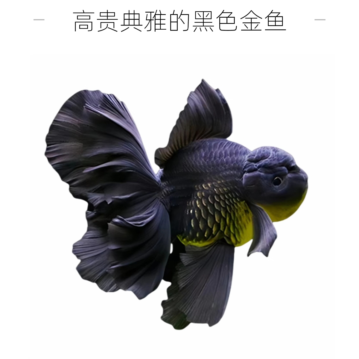 备用链接观赏鱼金鱼
