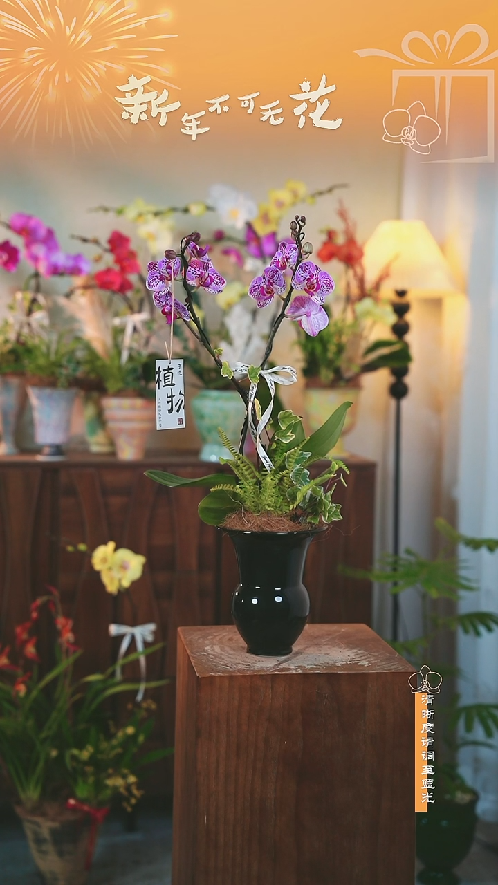 大部分花苞少量开放蝴蝶兰盆栽