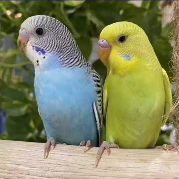 两只手养鹦鹉活体宠物鸟活泼可爱易上手，可教说话.