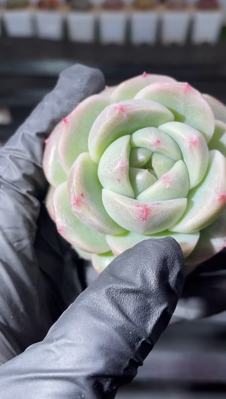 13-56新珍妮3-4厘米量拍发一颗