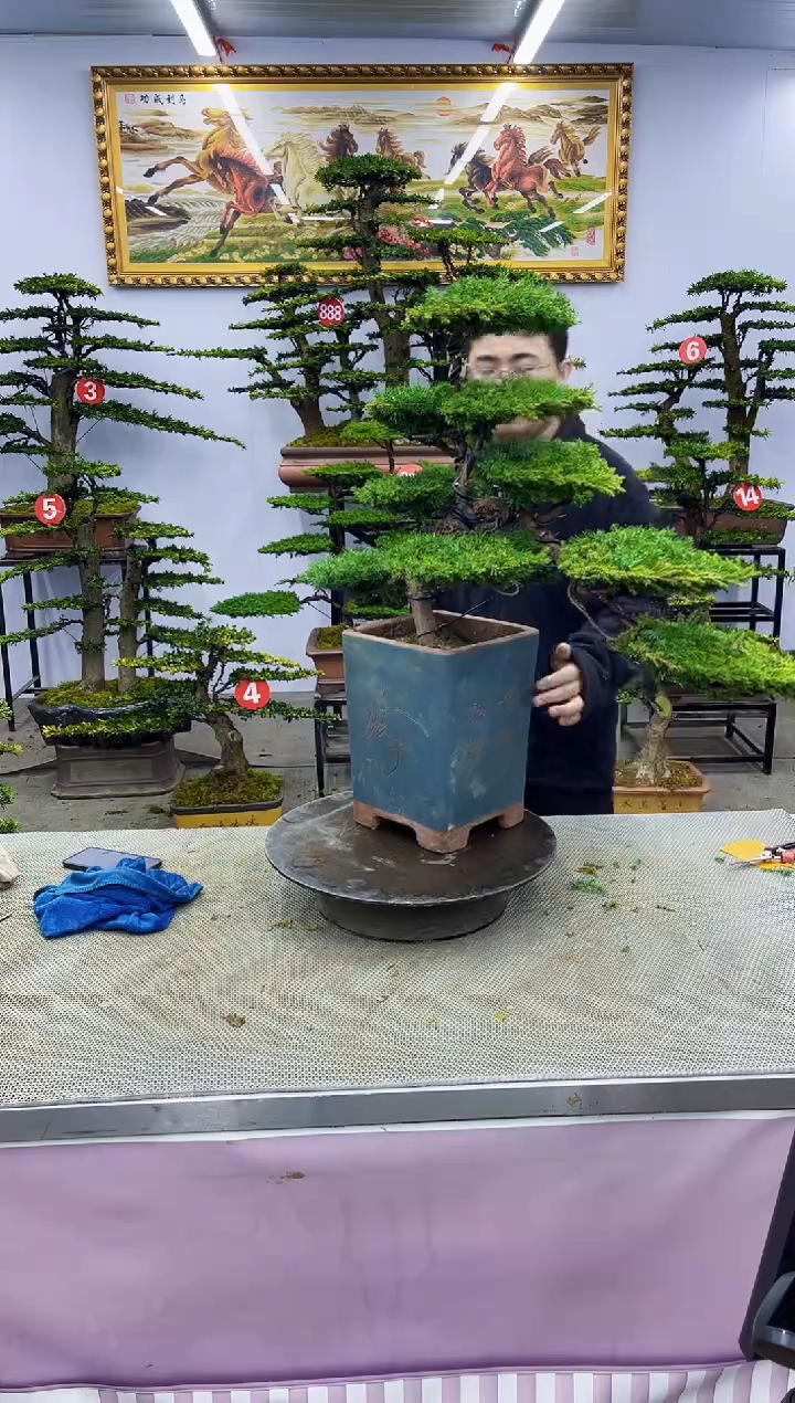 【闪购商品】八斗松/松类活物造型盆景，以直播间截图为啊啊啊啊