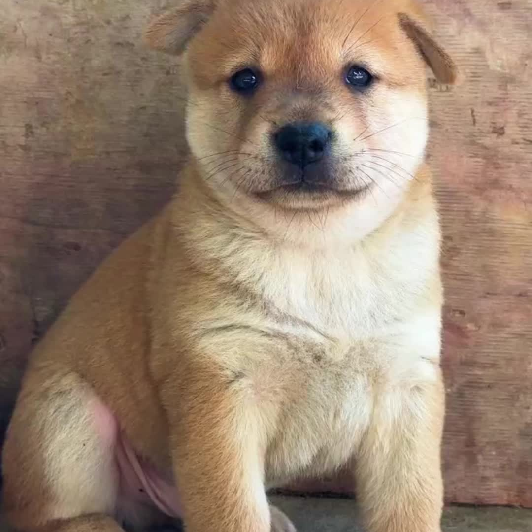 可爱健康活泼的多种品种中华田园犬宠物售卖
