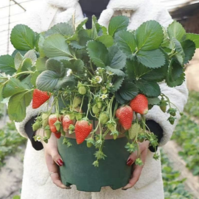 每天现挖【特大颗壮苗】红颜草莓苗