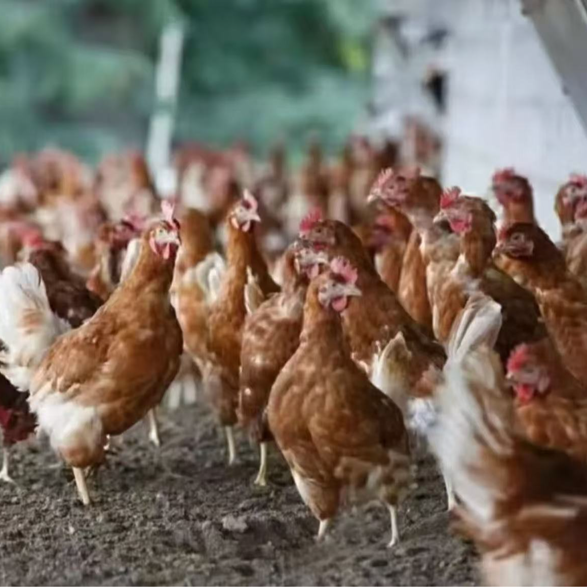 农村散养下蛋鸡 宠物鸡 顺丰包邮 通用