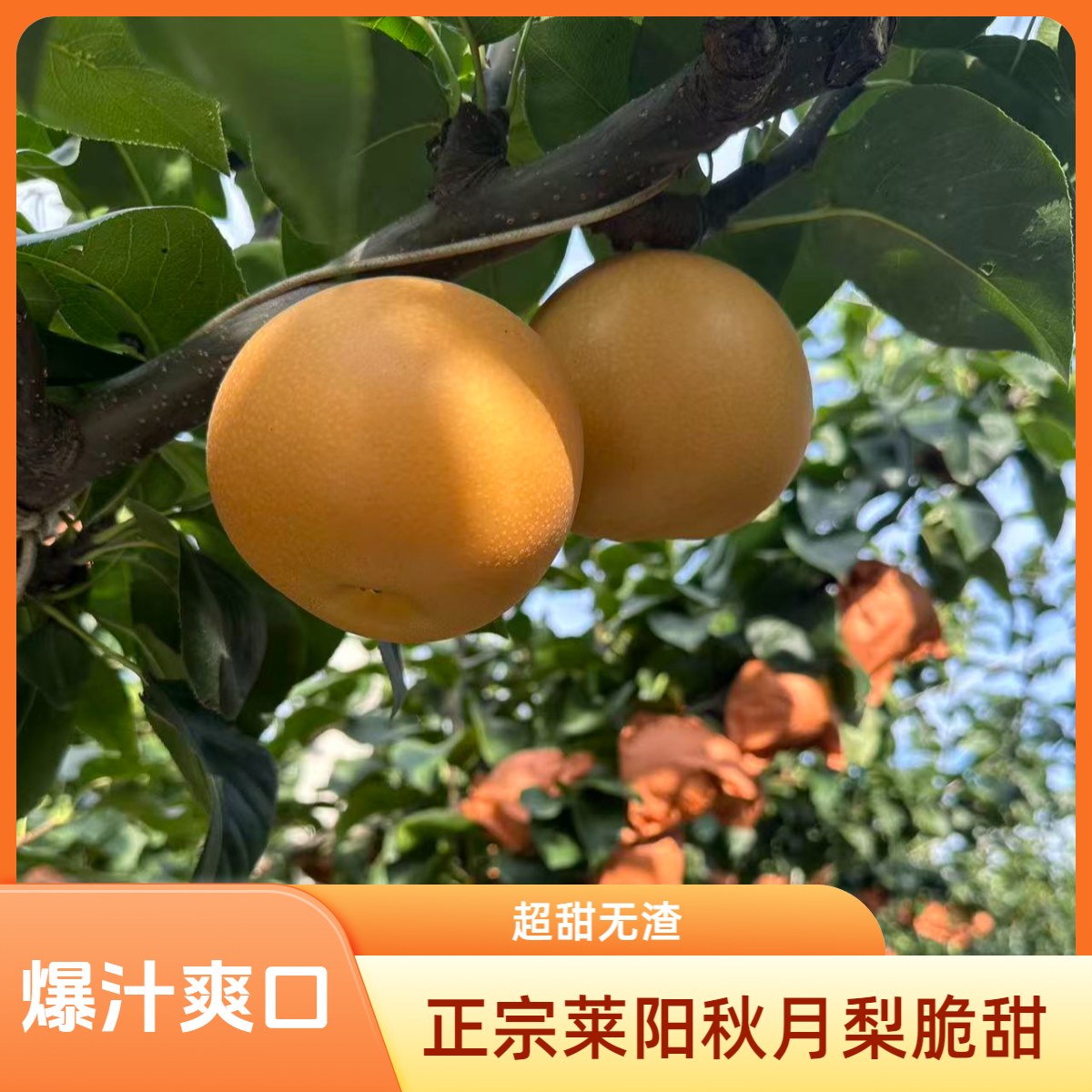 正宗烟台莱阳秋月梨新鲜冰糖梨当季水果秋月梨现摘皮薄新鲜羊脂梨