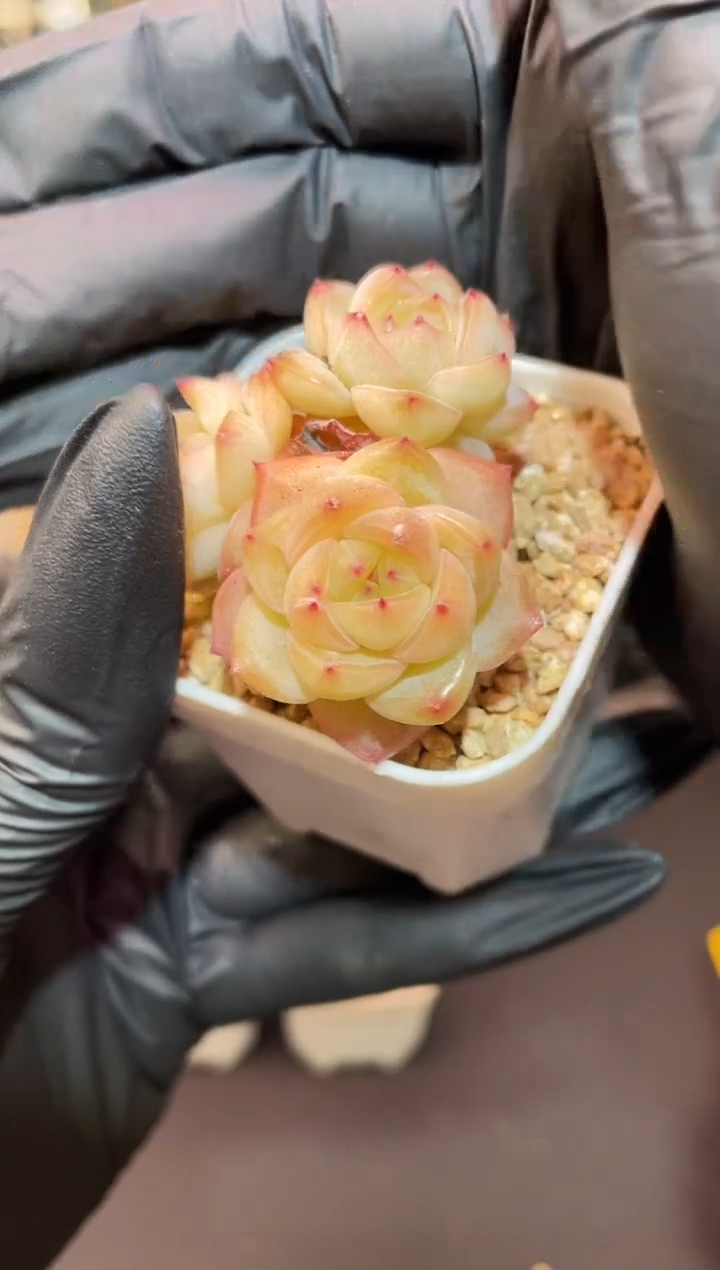 闪购989 芬达多肉一颗  