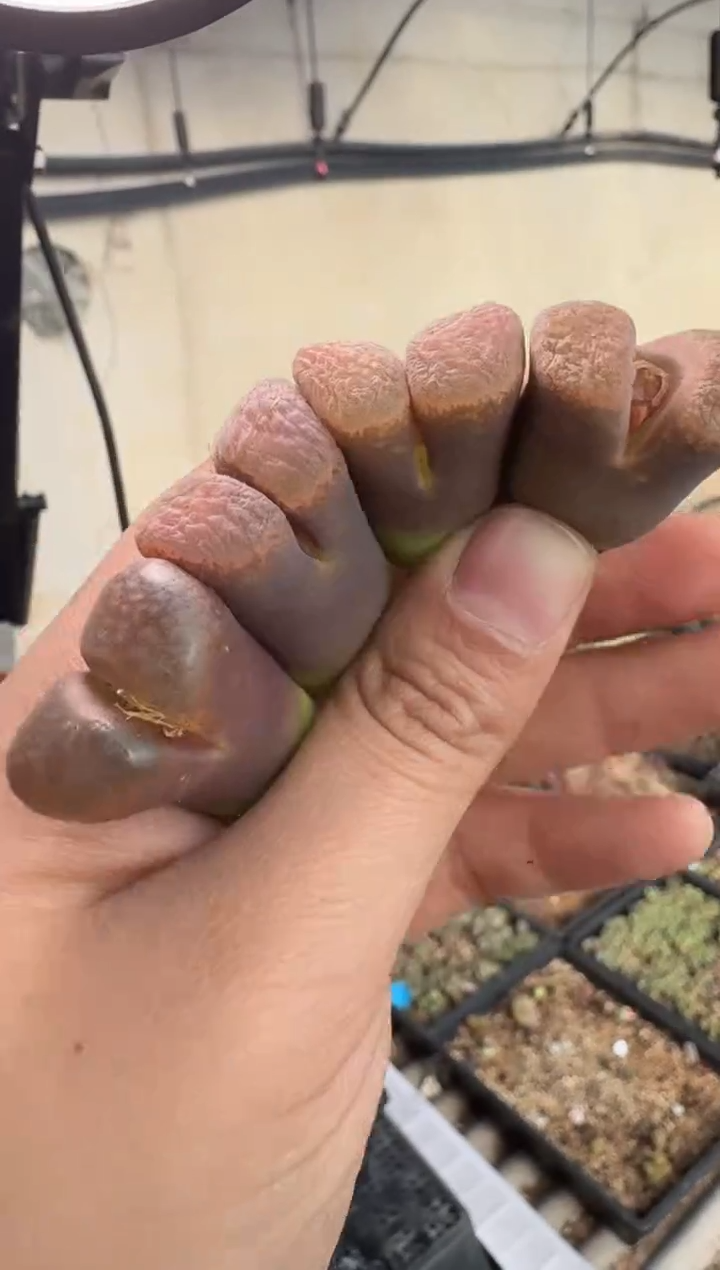 【天津专属】170多肉植物肉锥红叶一颗