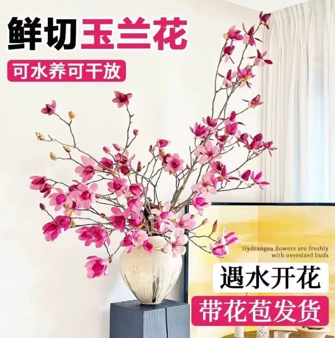 【基地品质直发】玉兰花水培干枝植物带花苞紫玉兰水养室内好养