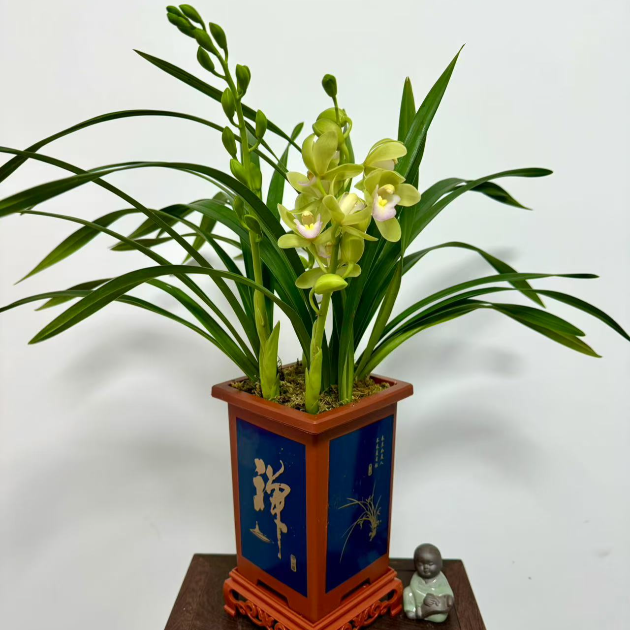 香美人惠兰浓香型室内绿植花卉盆栽年宵花